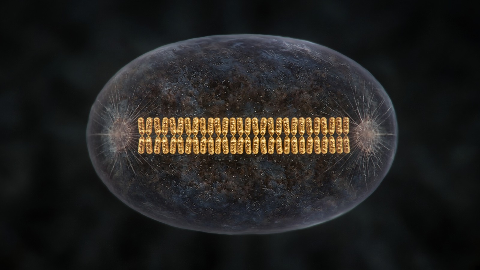 Metaphase cell: condensed chromosomes aligned at the equator, mitotic spindle in champagne light