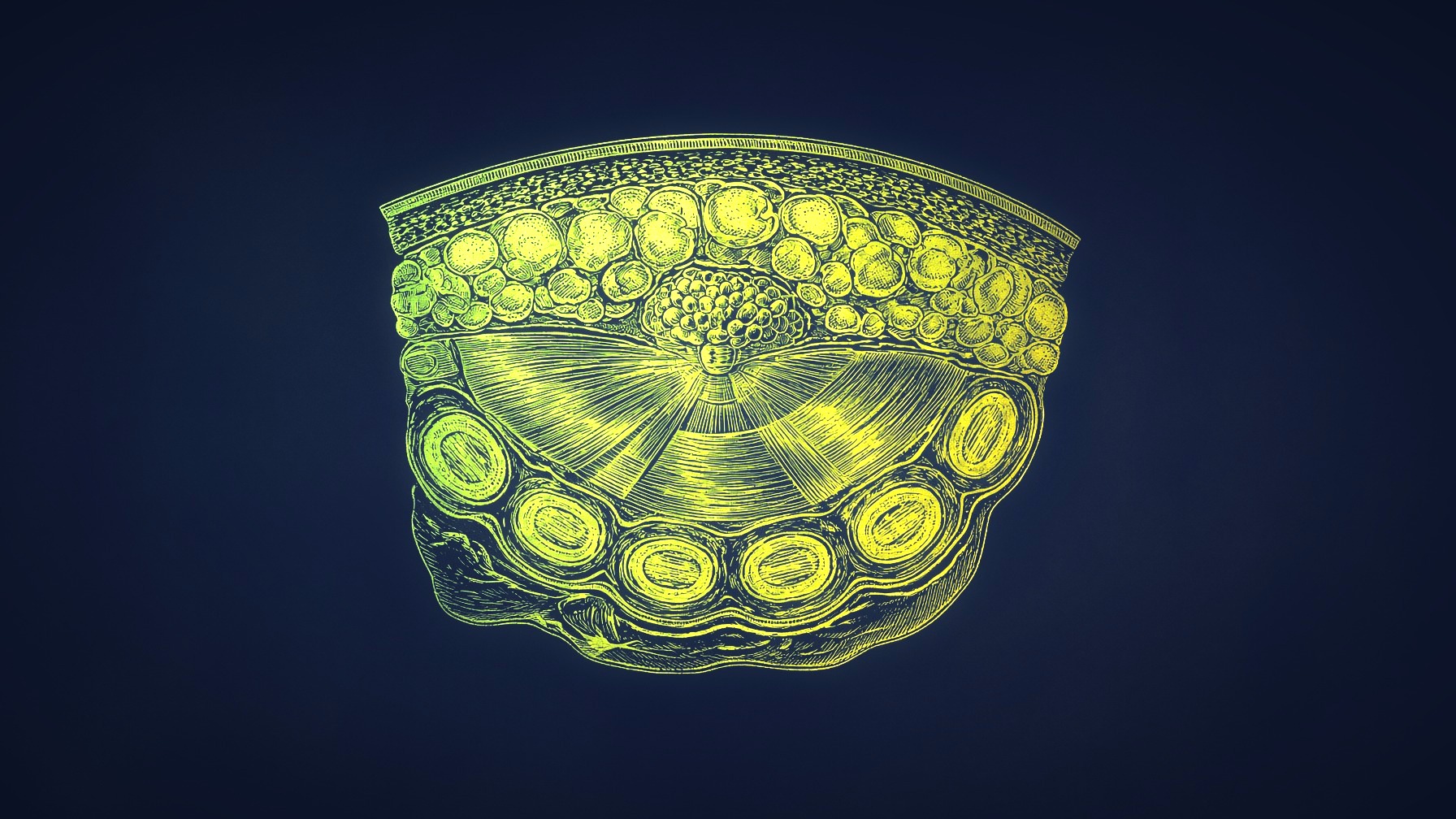 Gold anatomical engraving of glandular tissue under the nipple
