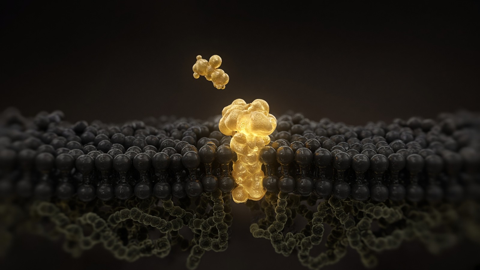 Trained muscle — the tissue where IGF-1 receptor signalling is most often studied
