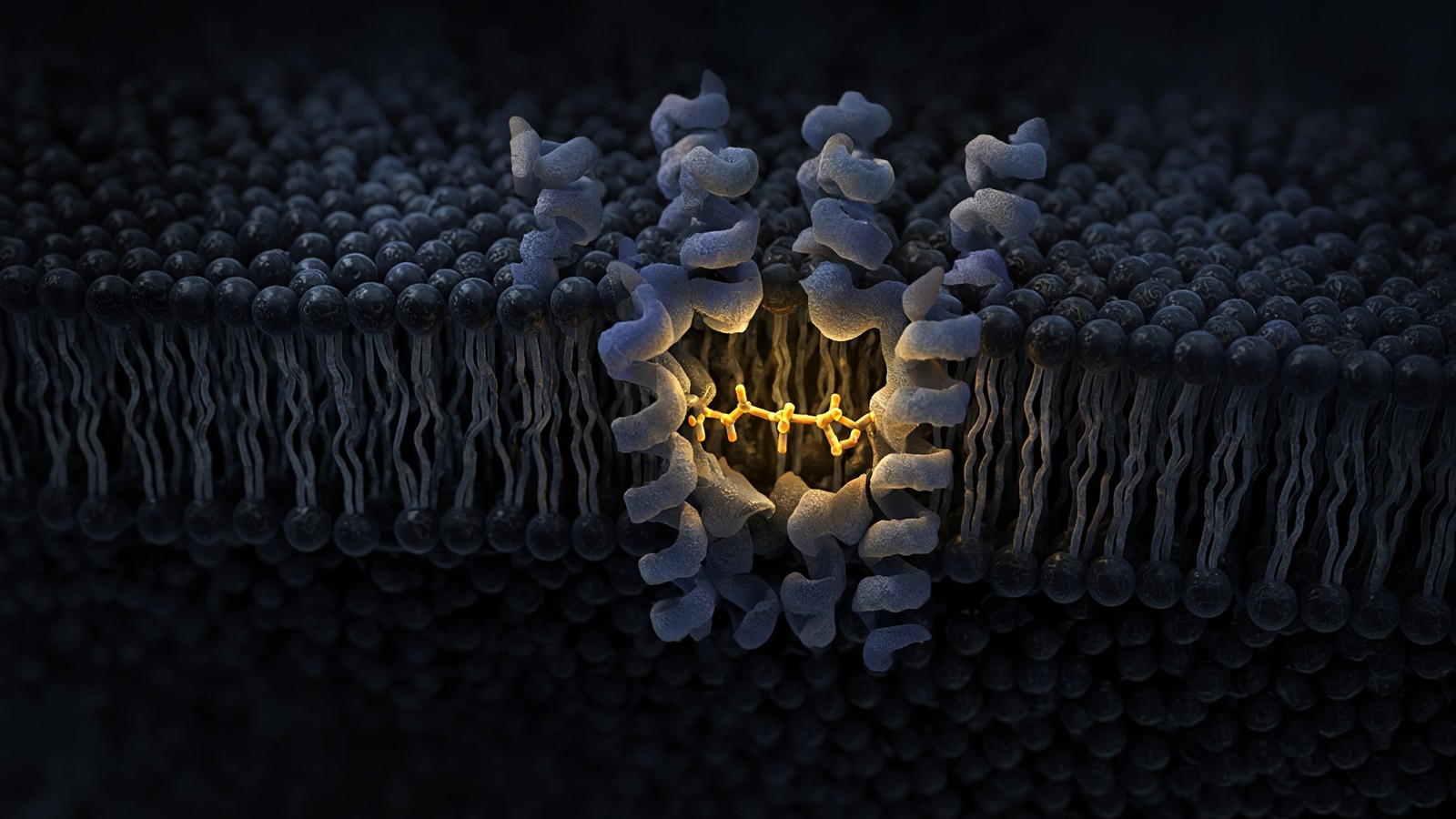 Selective pituitary signalling — ipamorelin as a clean GHS-R1a probe