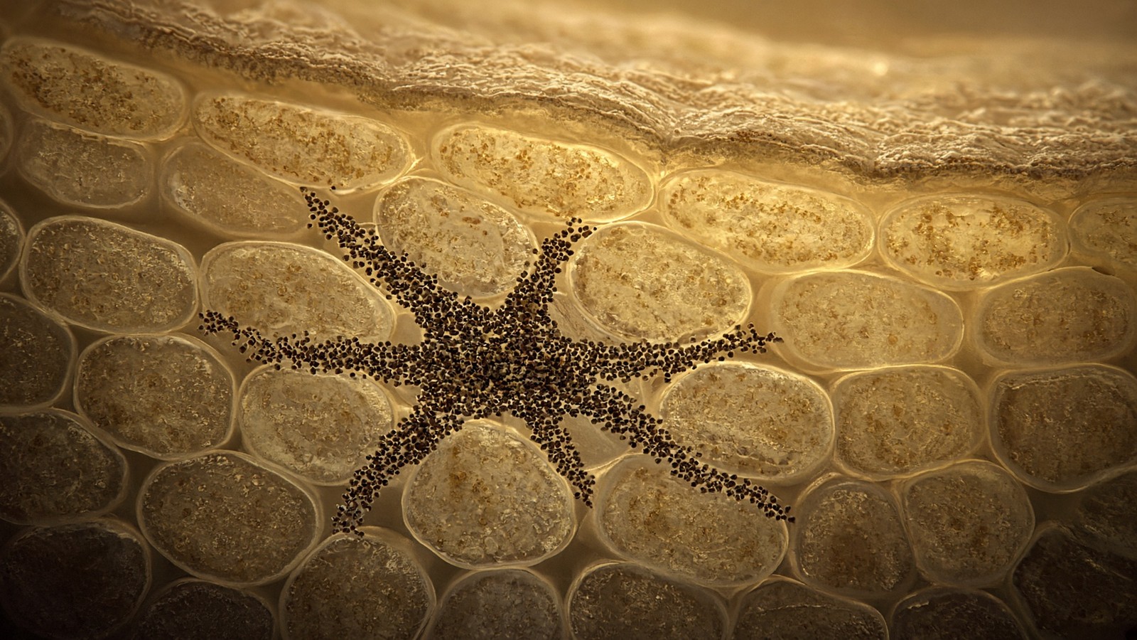 Molecular structure study for the melanocortin family — MC1R, MC4R, KPV and MT2