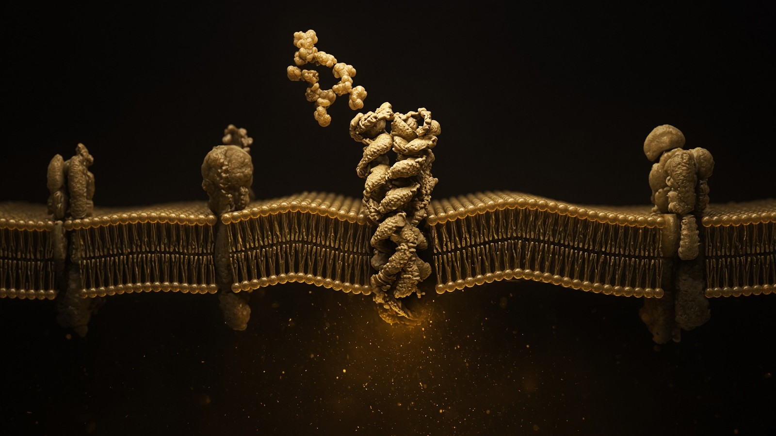 Cell membrane in cross-section with a peptide ligand approaching a transmembrane receptor