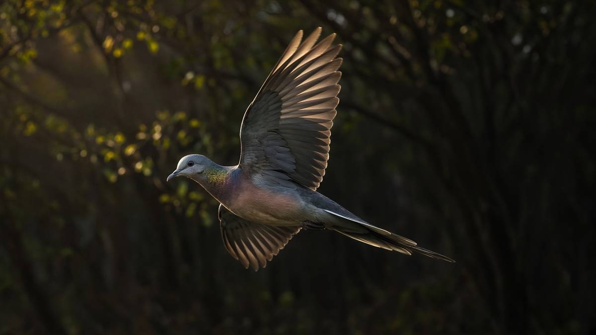 A passenger pigeon in flight — the American bird Revive & Restore is trying to bring back